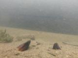 ヒガイの繁殖行動②
