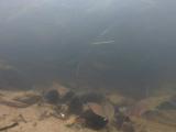 ヒガイの繁殖行動⑥