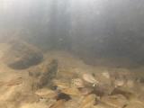 マタナゴとギバチの縄張り行動