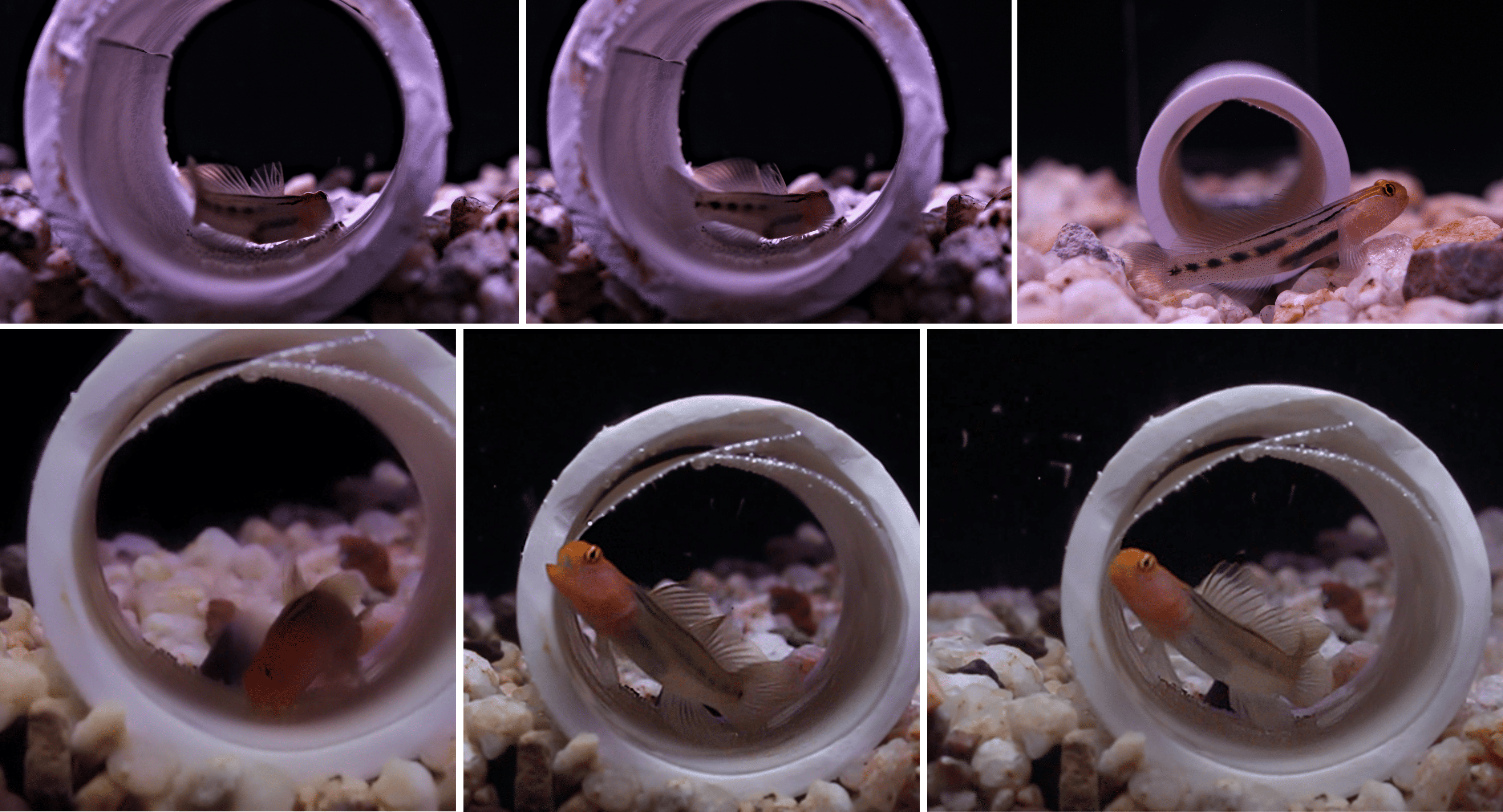 Paternal care behaviors observed in the redhead goby