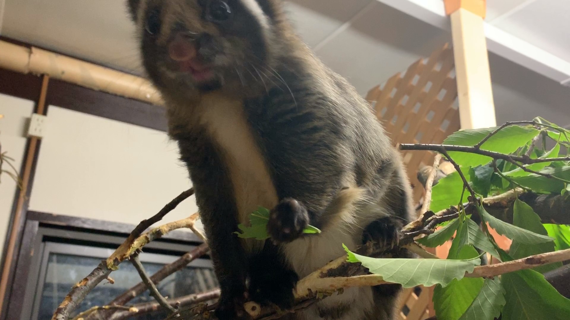 ムササビの特異な葉の食べ方