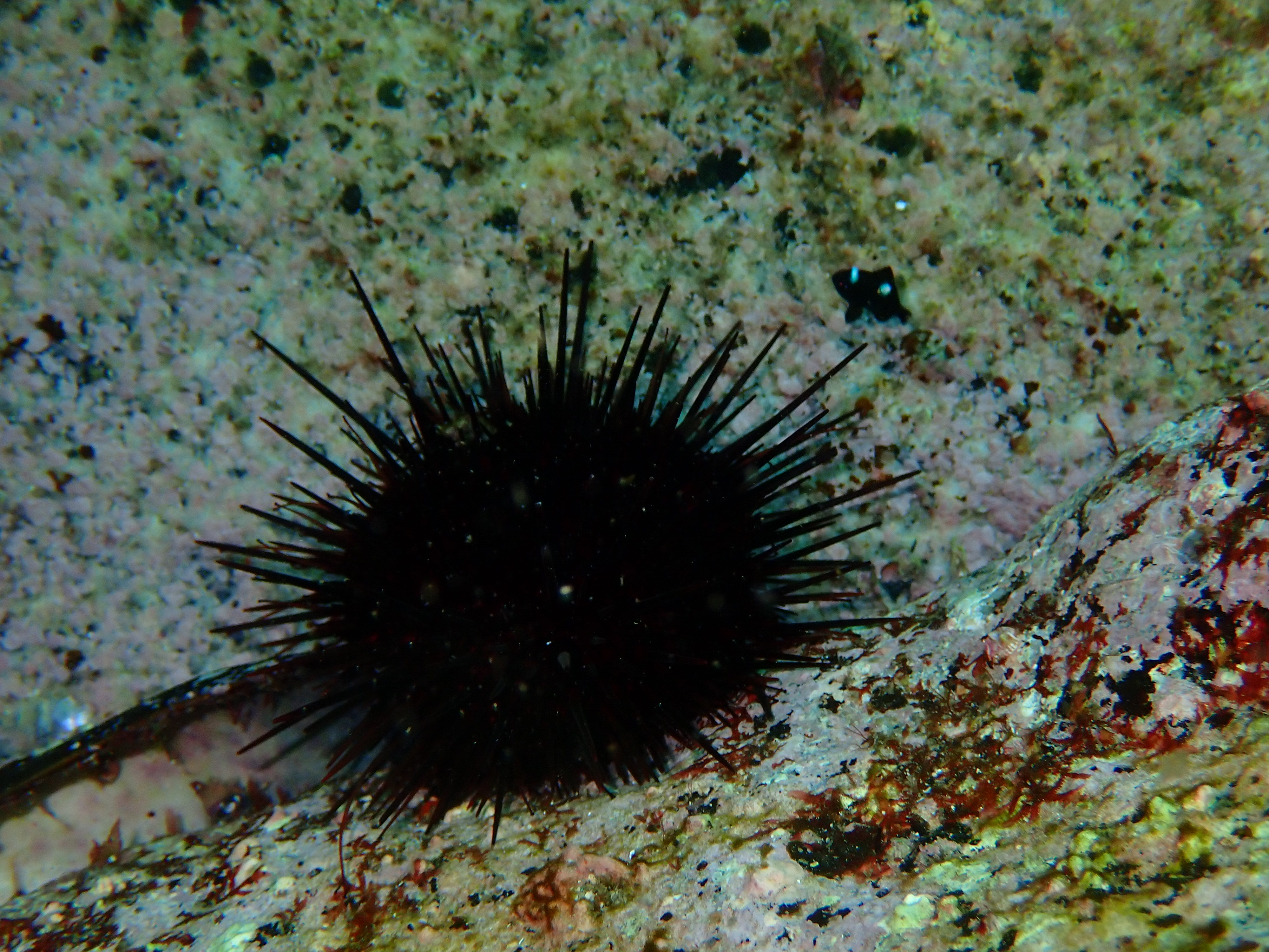 キタムラサキウニの周りを泳ぐミツボシクロスズメダイ幼魚