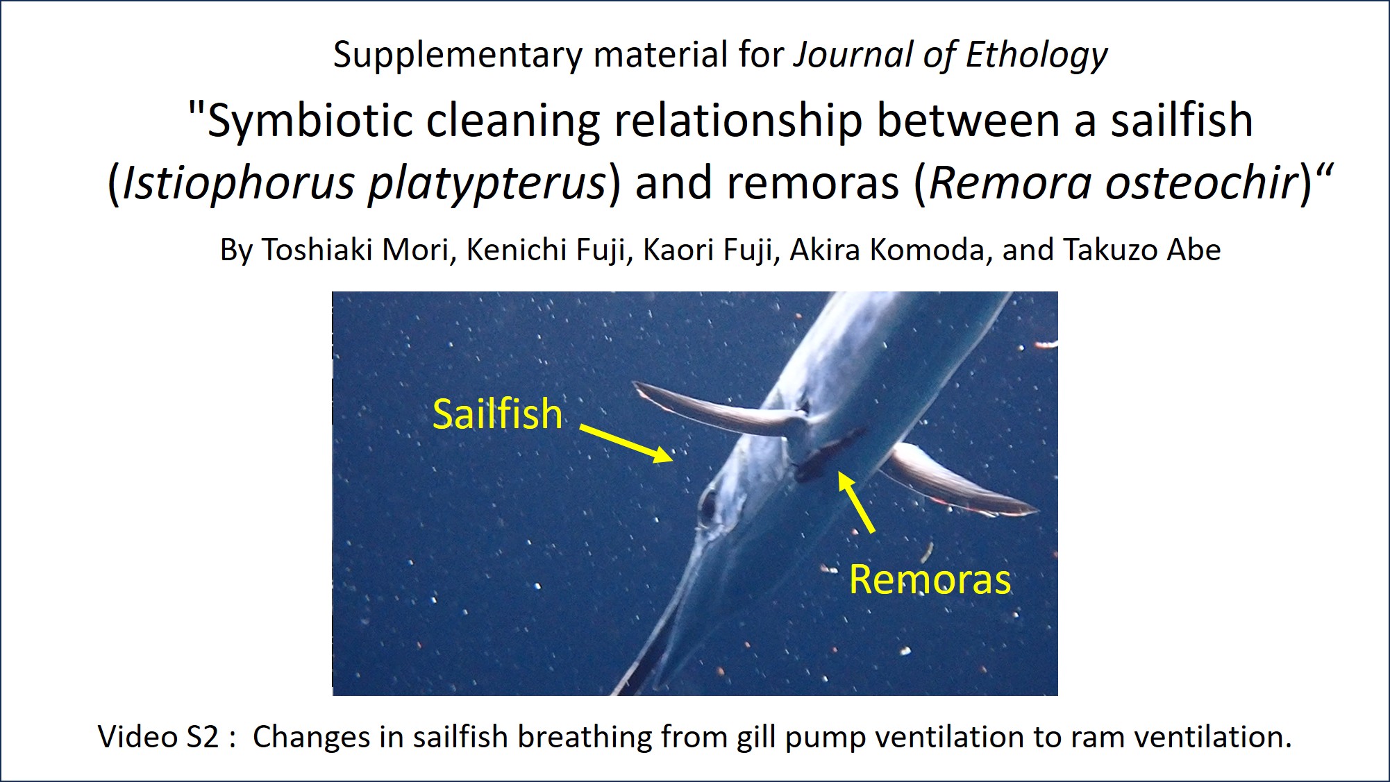 Supplementary material 2 (Video). Changes in sailfish breathing from gill pump ventilation to ram ventilation.
