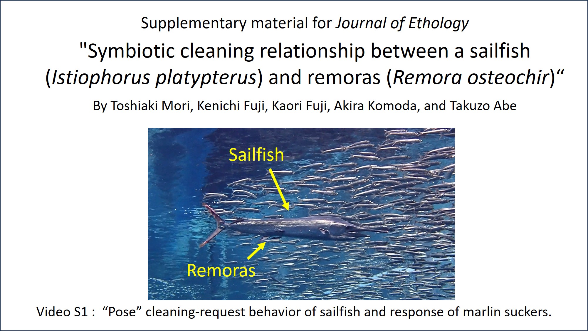 Supplementary material 1 (Video). “Pose” cleaning-request behavior of sailfish and response of marlin suckers.