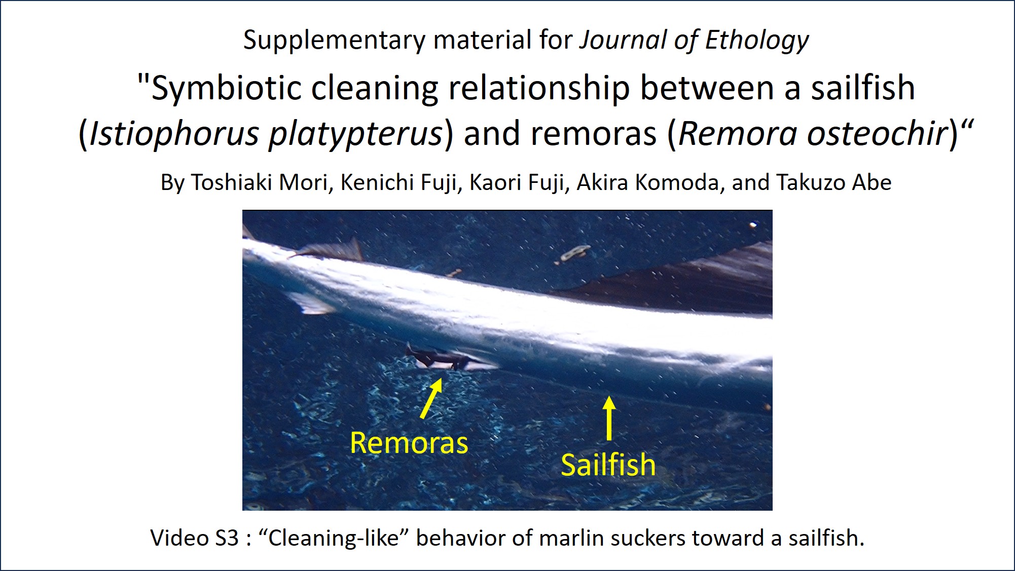 Supplementary material 3 (Video). “Cleaning-like” behavior of marlin suckers toward a sailfish.