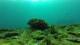 Nest preview behavior of Dascyllus reticulatus (Video_S1)