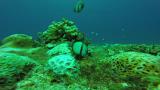 Pair spawning behavior of Dascyllus reticulatus