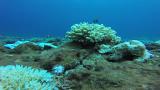 Pseudo-spawning behavior by a subordinate male of Dascyllus reticulatus