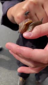 カタツムリに寄生するホリニクバエ