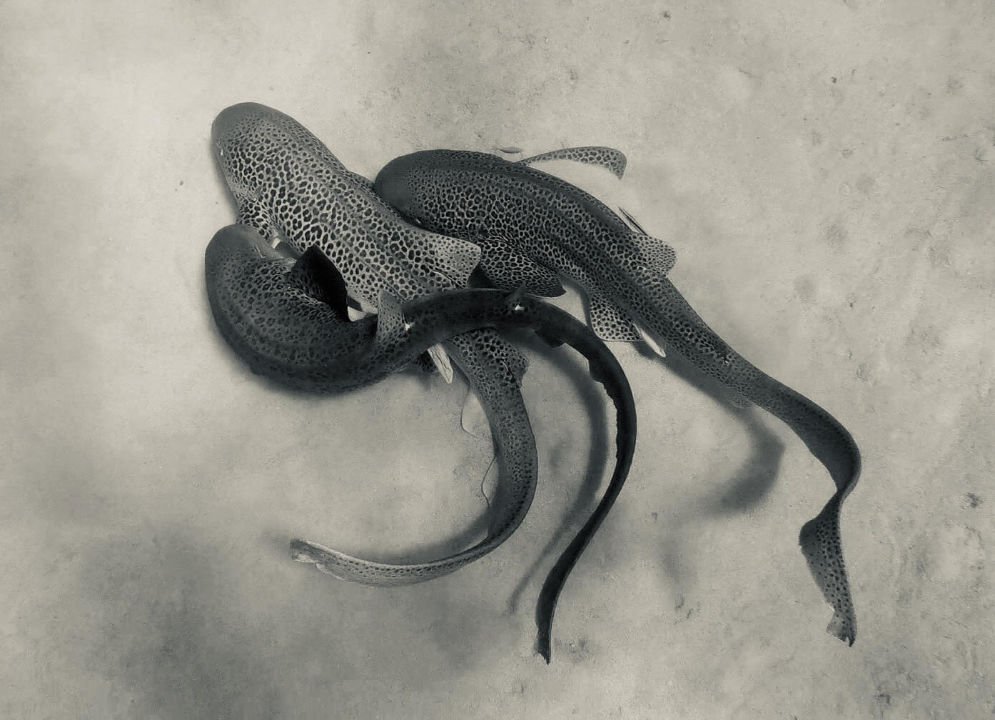 Observation of group courtship/copulating behavior for free-living Indo-Pacific Leopard sharks