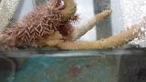 キモガニ(Cymo melanodactylus)がオニヒトデ(Acanthaster cf. solaris)を攻撃する瞬間１