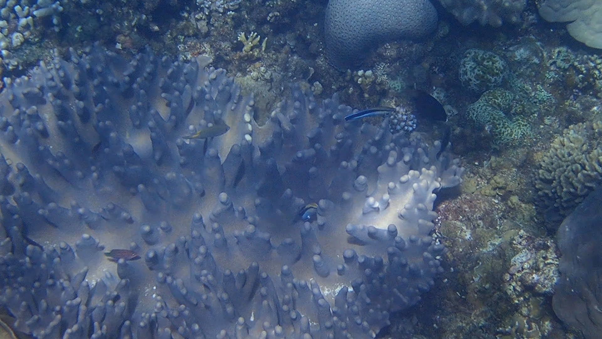 Coral mucus feeding behavior by the cleaner wrasse