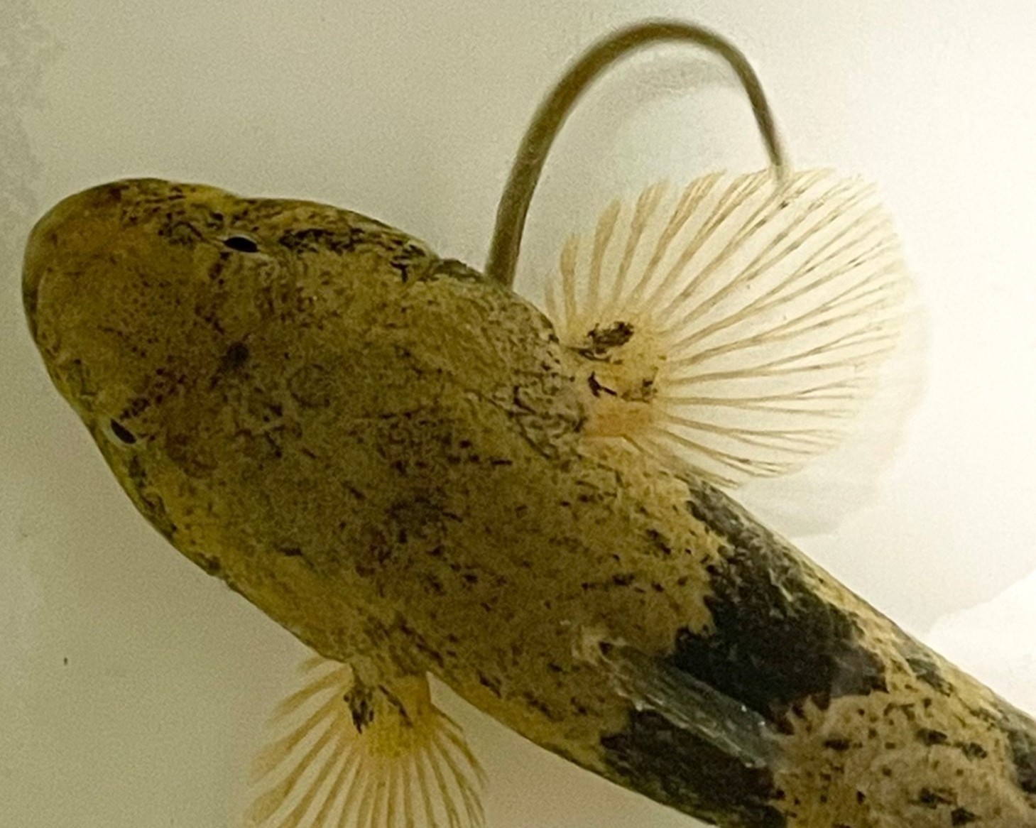 ウナギ稚魚が捕食魚（ドンコ）のエラの隙間から脱出する様子