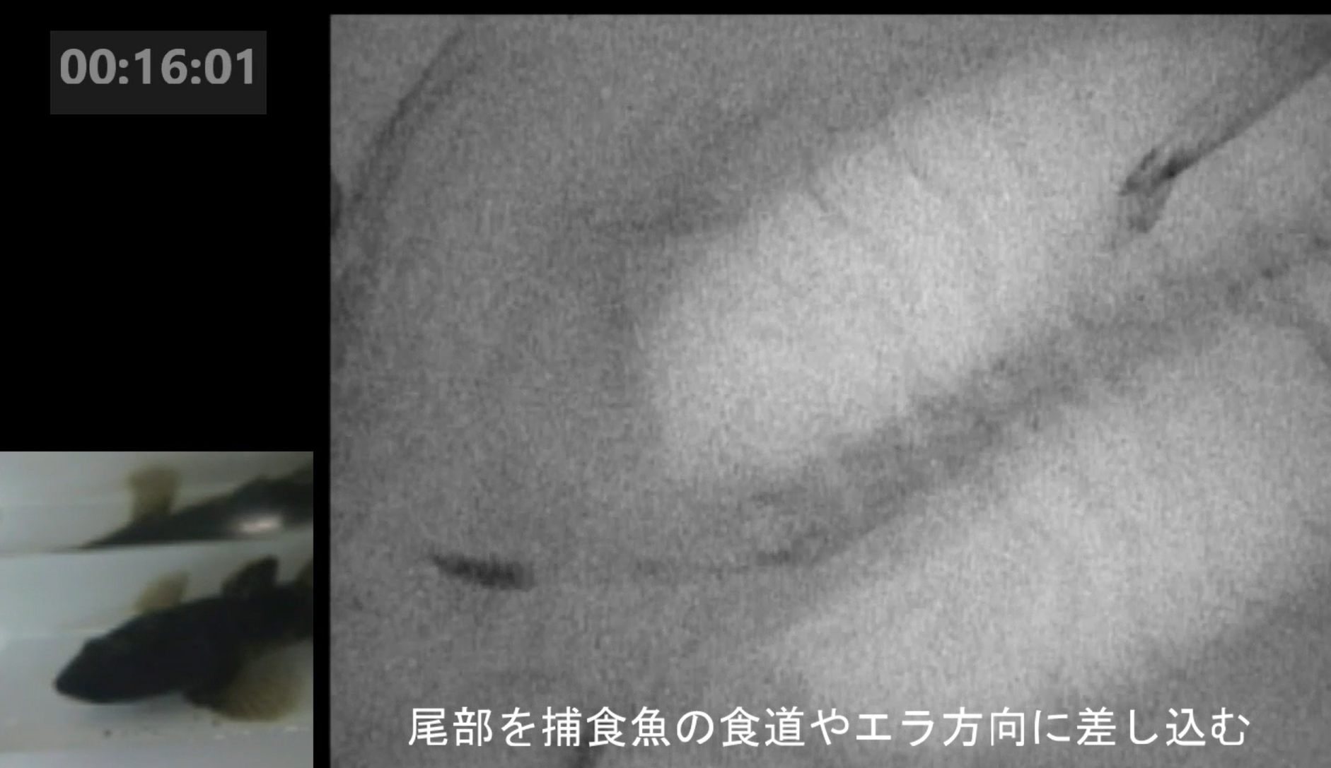 ウナギ稚魚が捕食魚（ドンコ）の胃の中から消化管内を遡って脱出するX線映像．