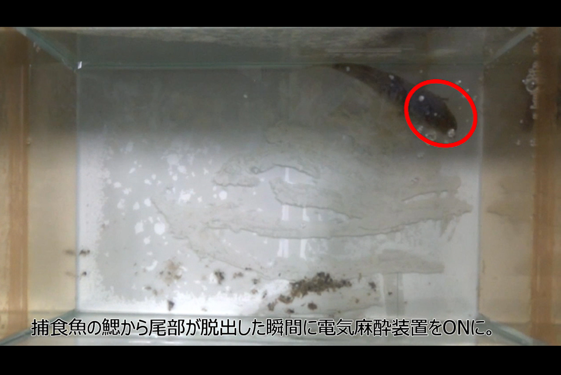 電気麻酔装置を用いた実験: ウナギ稚魚は捕食魚の鰓のどこを通って脱出するのか.