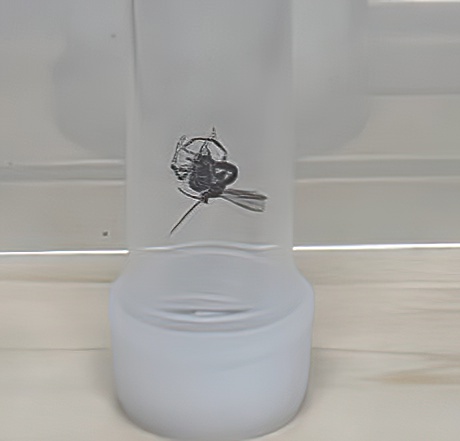 マダラコブクモヒメバチをバイアル内でオオヒメグモに寄生させる手法