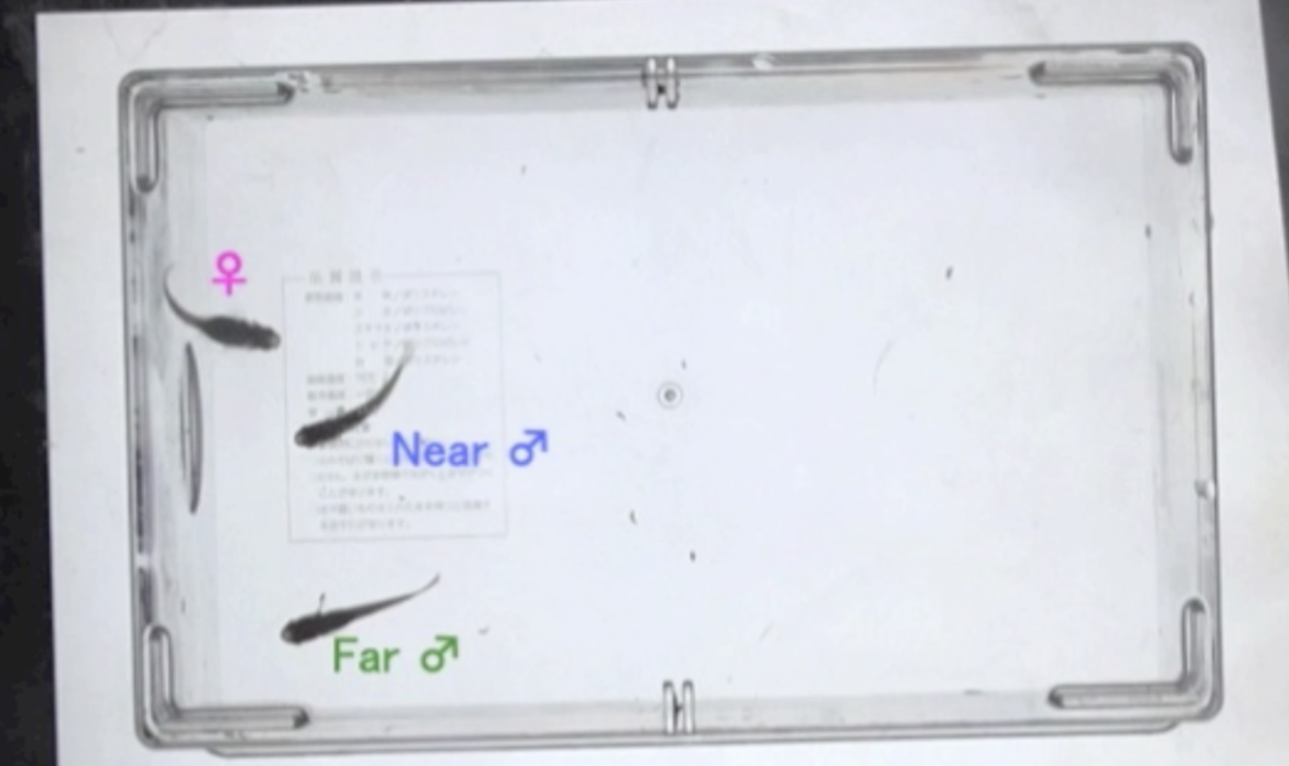 バソプレシンの阻害剤投与前のメダカオスの配偶者防衛行動