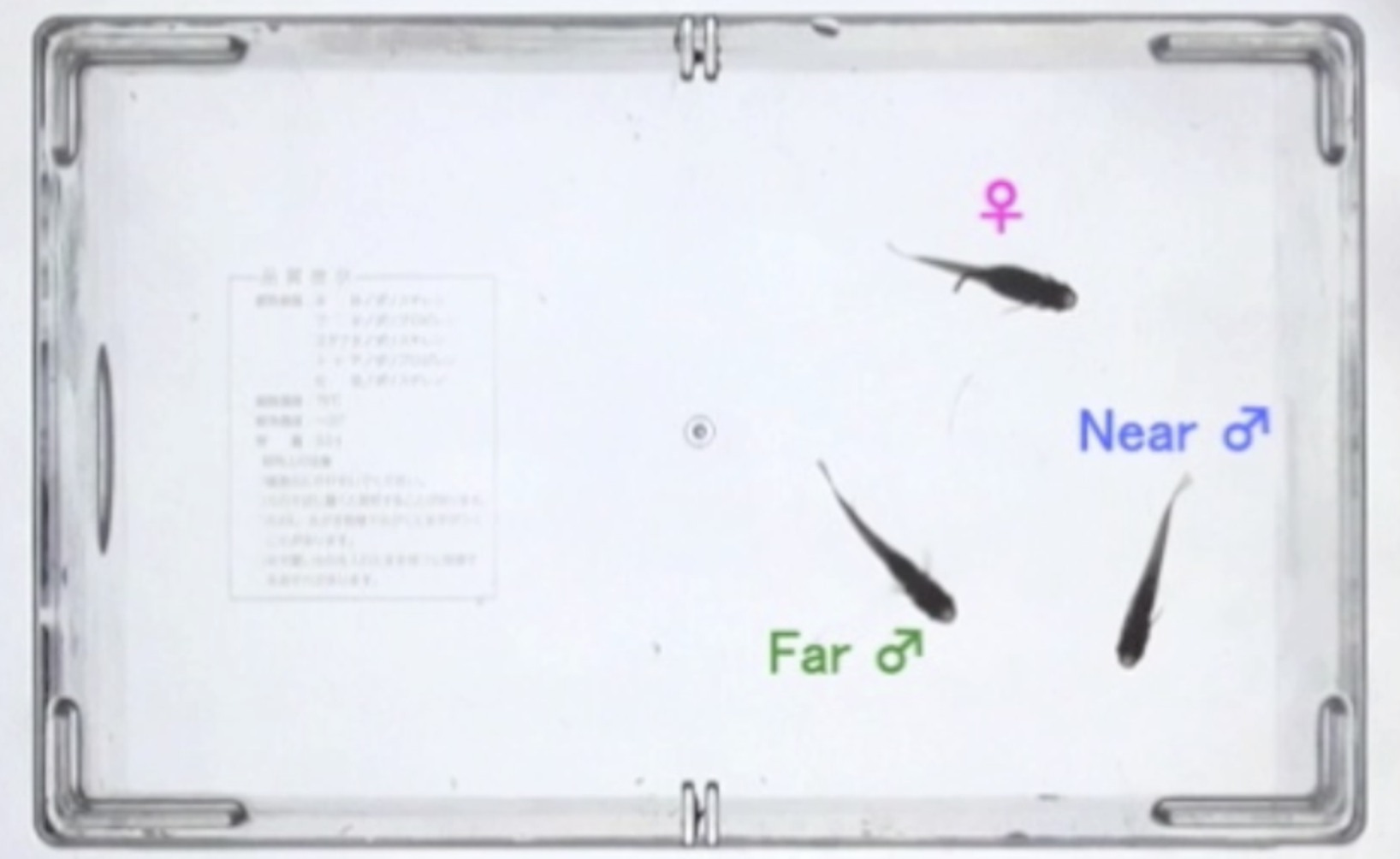 バソプレシンの阻害剤を「近くのオス(near♂)」に投与したあとのメダカオスの配偶者防衛行動
