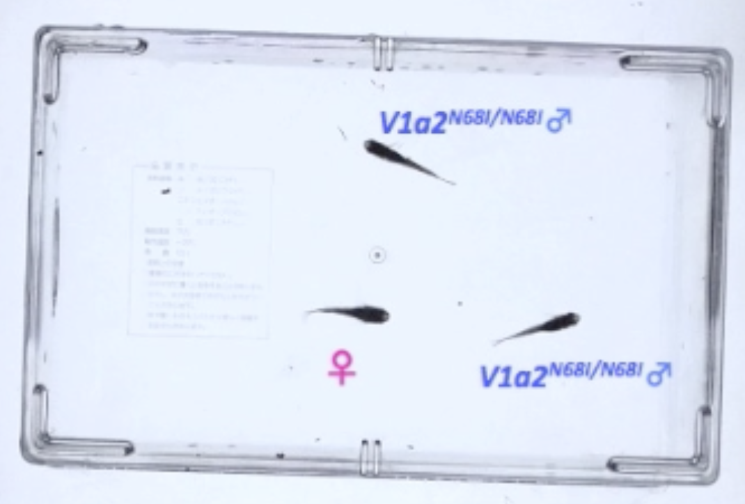 バソプレシン受容体遺伝子変異体オスの配偶者防衛行動