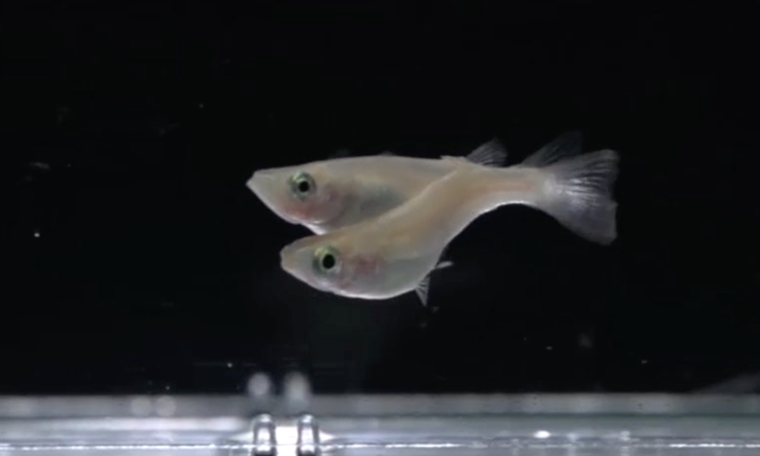 お見合いの有無で変わるメダカの求愛受け入れ