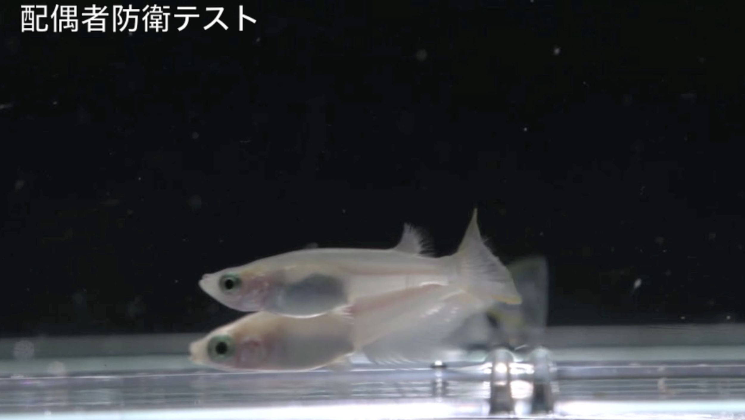 夕方の時間の配偶者防衛と翌朝のメダカの三者関係(オスx2+メスx1).