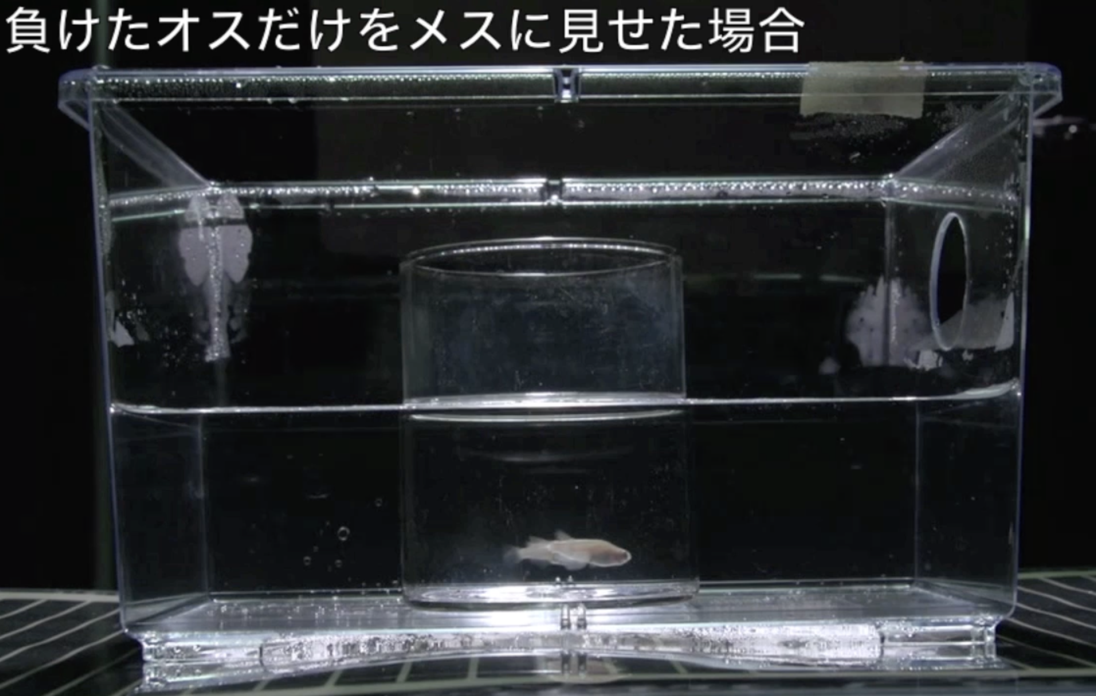 夕方の時間の配偶者防衛で負けたオスのみをメスとお見合いさせた際の翌朝のメダカの三者関係(オスx2+メスx1)