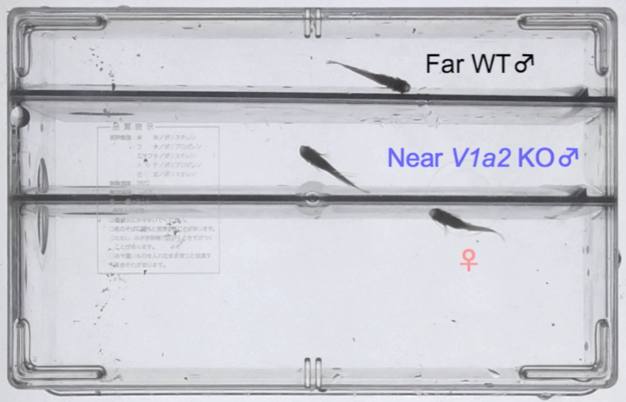 透明な壁あり条件での,バソプレシン受容体遺伝子変異体オスメダカの配偶者防衛