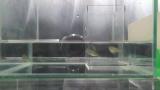 ミナミメダカの同時放精割り込み成功