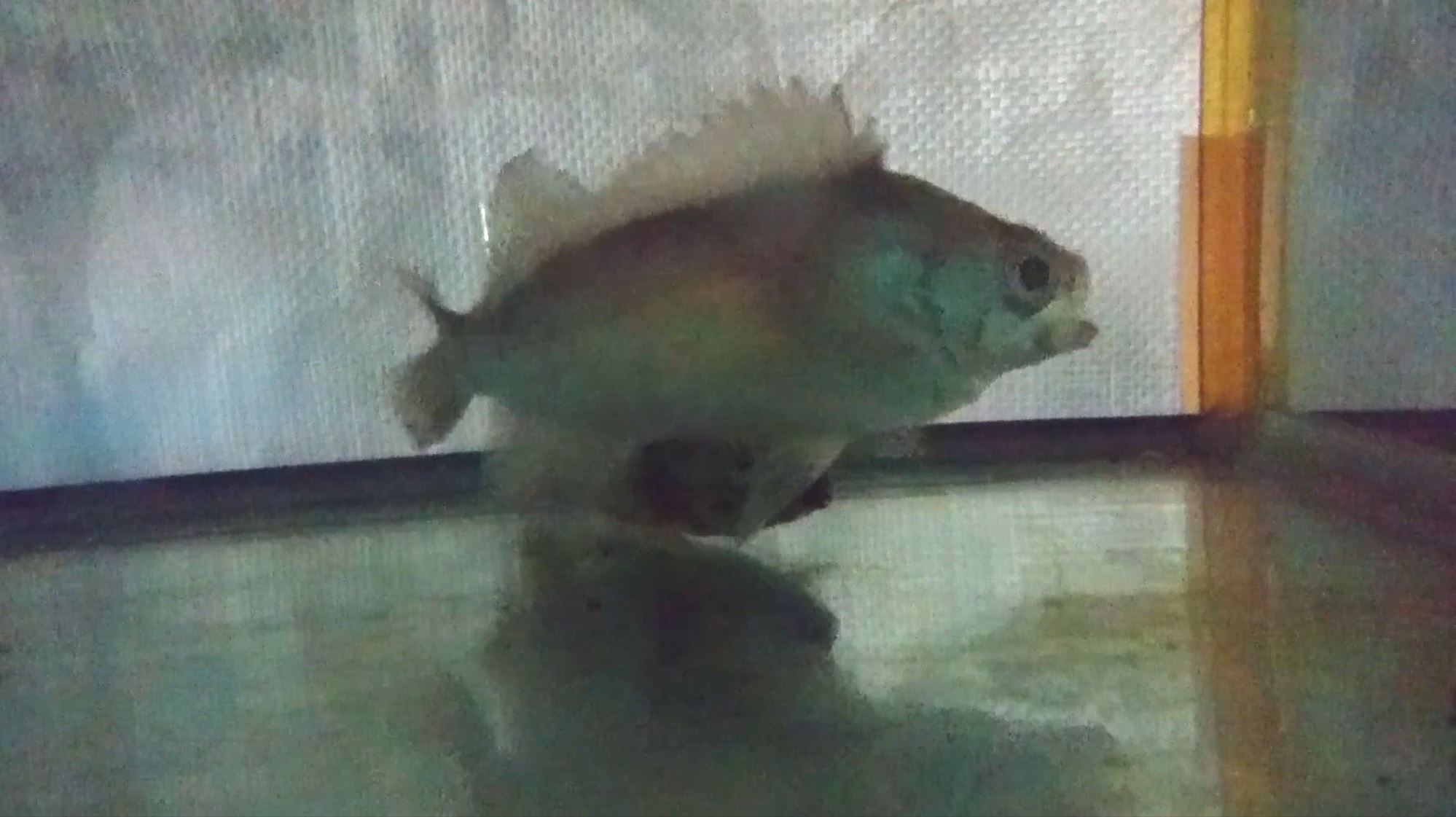 クロメバルのオスの求愛行動における放尿