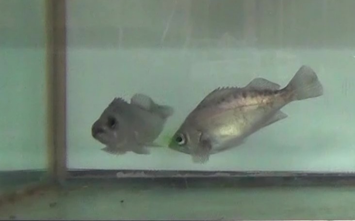 クロメバルのオスの求愛における鳴音および放尿行動