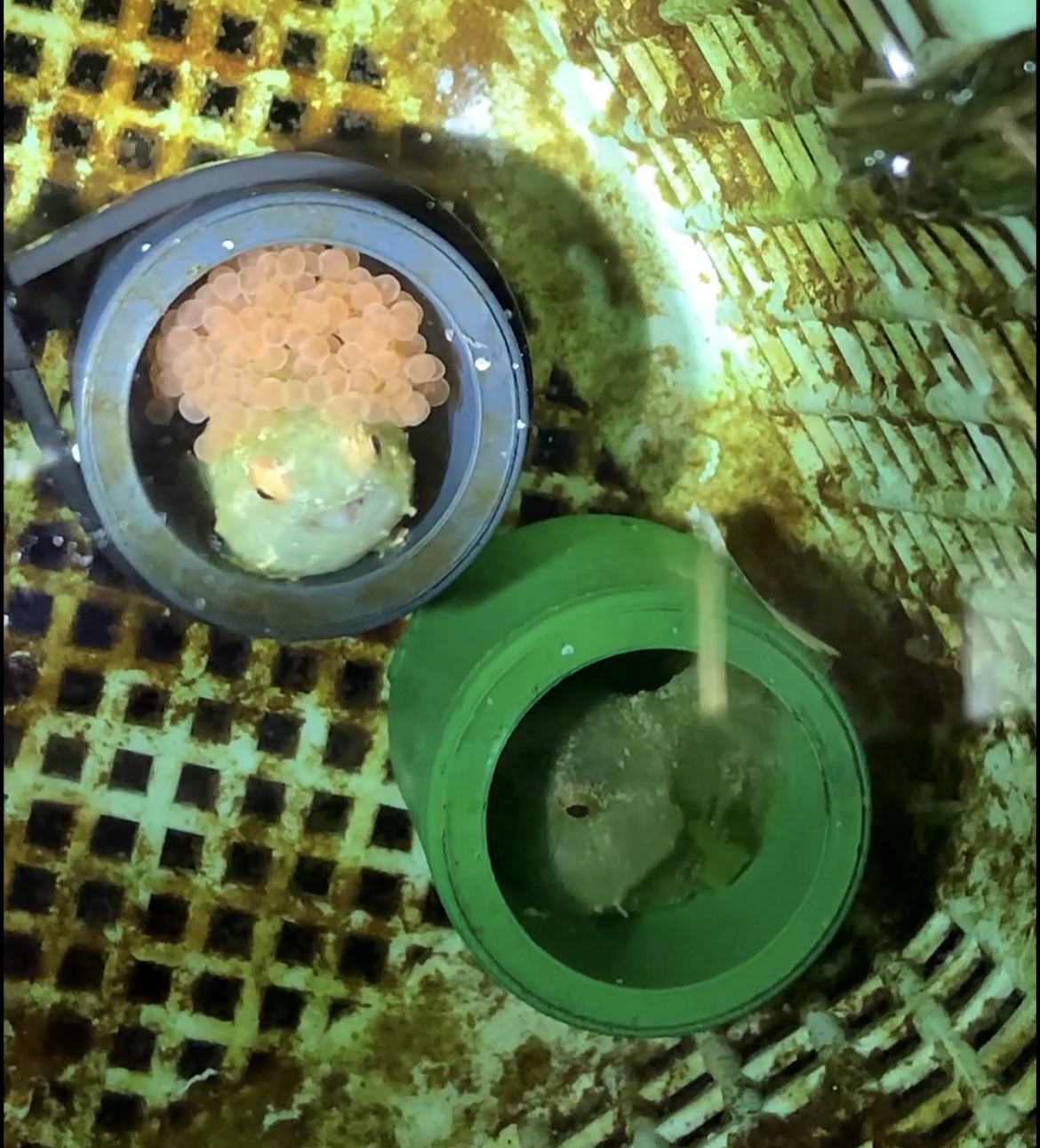 ダンゴウオの産卵行動とスニーキング行動