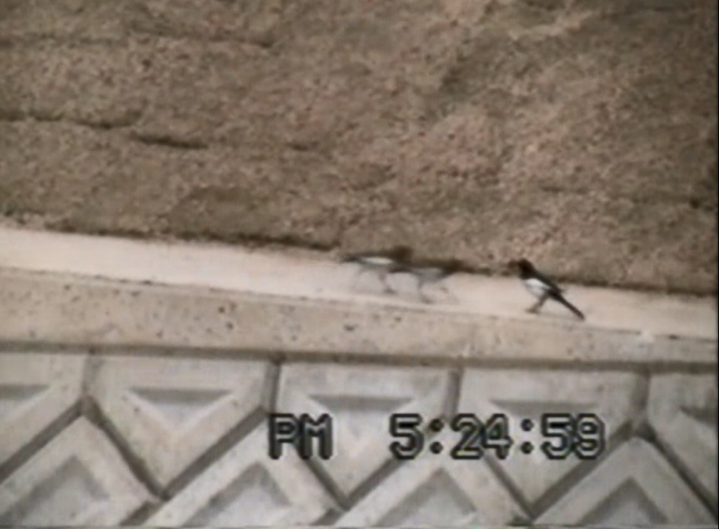 給餌を受けるセグロセキレイのひな