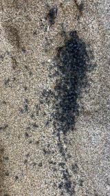 海岸に漂着し、足跡に吹き溜まったセンタウミアメンボ