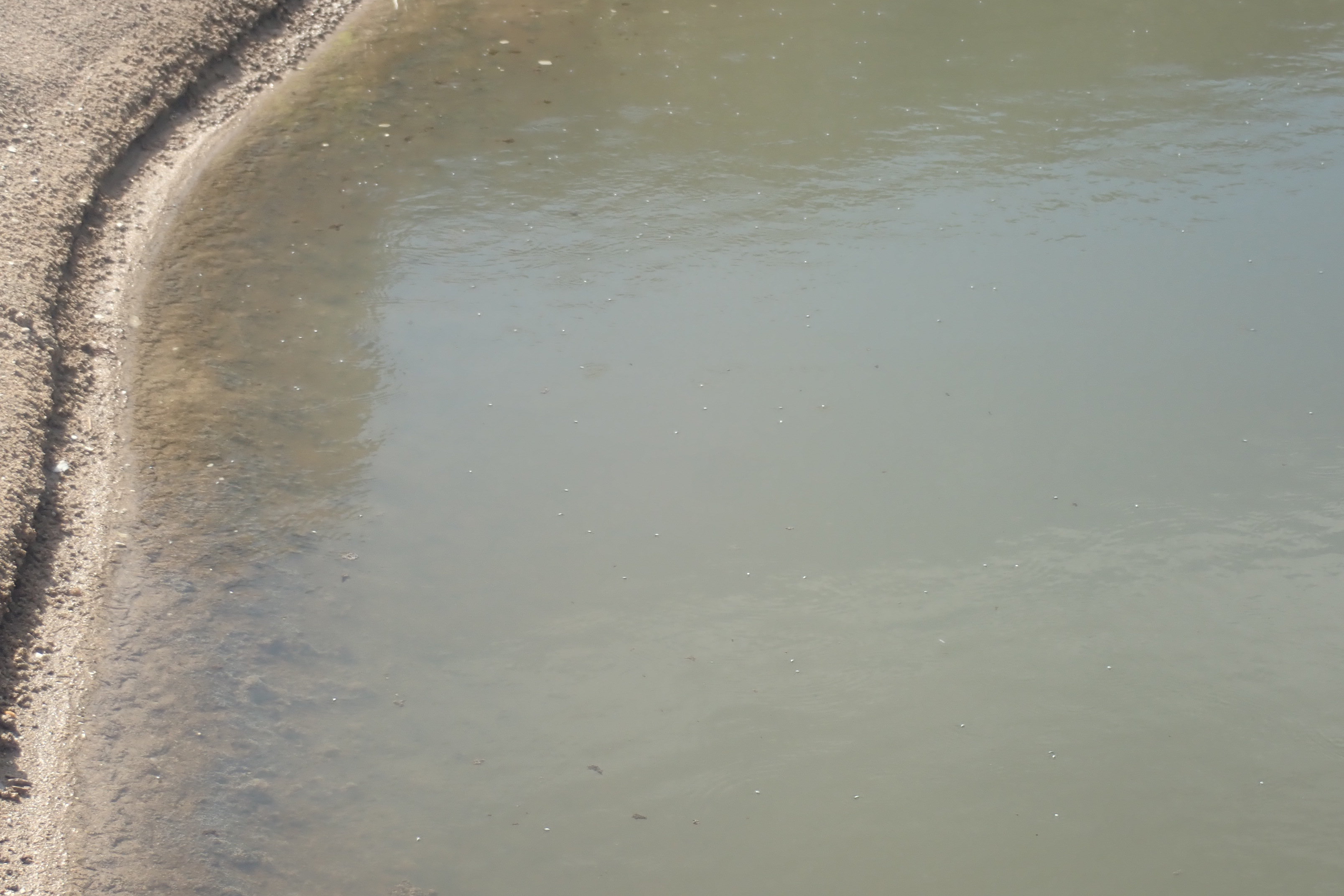 水たまりに吹き上げられ，遊泳するセンタウミアメンボ