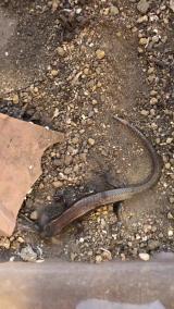 ヒガシニホントカゲによるウスバカゲロウ類成虫の捕食行動