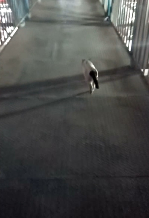 Use of a pedestrian overpass by a domestic cat in an urban area