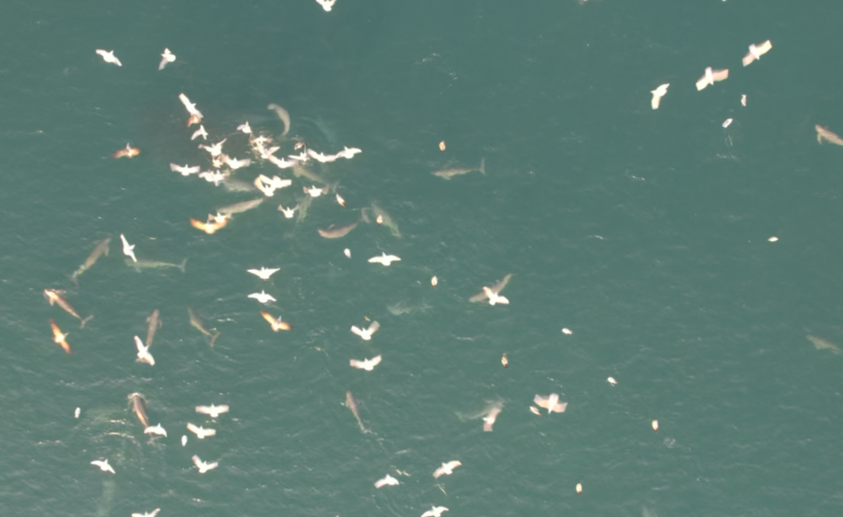 複数のスナメリと魚群3