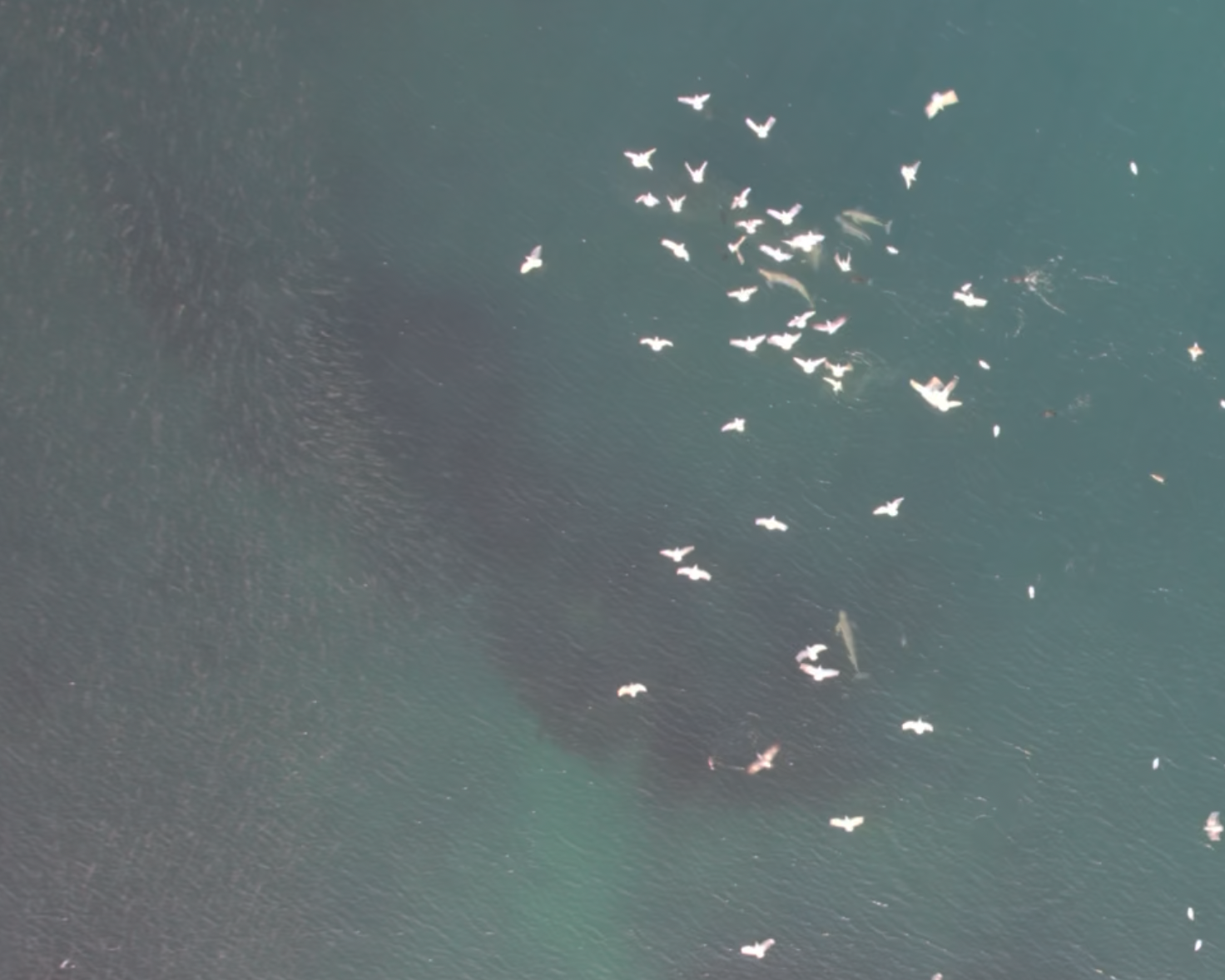 複数のスナメリと魚群4