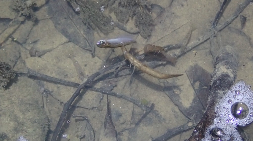 ミナミメダカを捕食するマルコガタノゲンゴロウ3齢幼虫