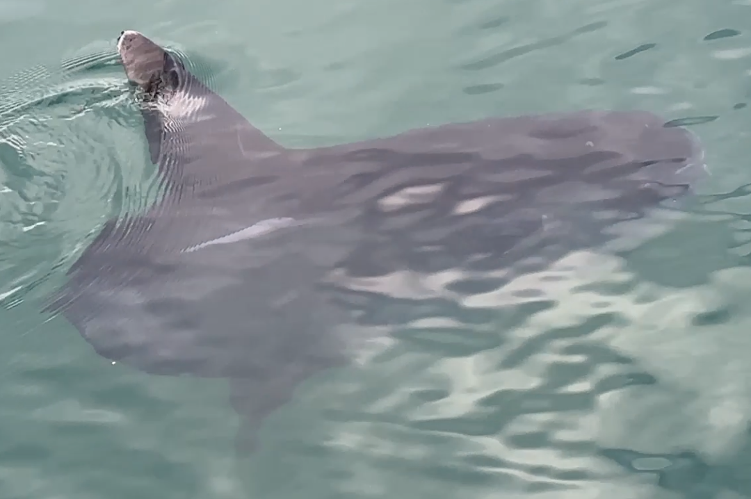 堤防からヤリマンボウに遭遇