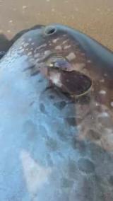 ヤリマンボウの鰓孔から出てきたナガコバン属の1種